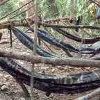 Ban Lung – Trekking in the Jungle and sleeping in a hammock!