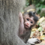 Ubud – Monkey Forest & Babi Guling