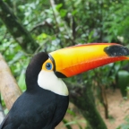 Foz de Iguacu – Bird Sanctuary & Cataratas